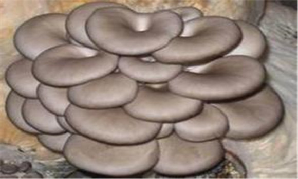 平菇種植對(duì)空氣、光照和土壤的要求