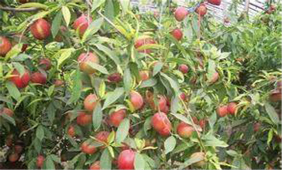 大棚種植桃樹怎么管理？