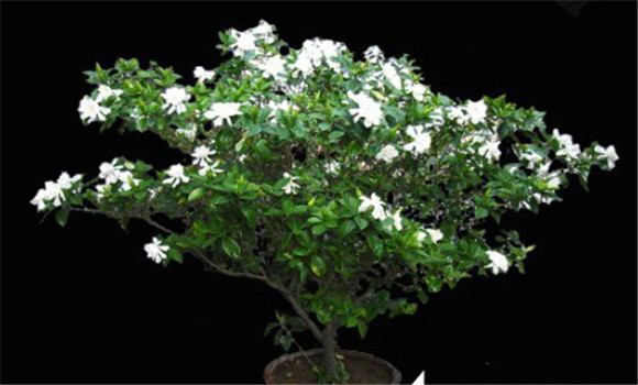 盆栽梔子花的養(yǎng)殖方法，梔子花的養(yǎng)殖方法要點(diǎn)