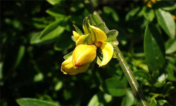 迎春花的養(yǎng)殖方法，迎春花的養(yǎng)殖技術(shù)要點(diǎn)