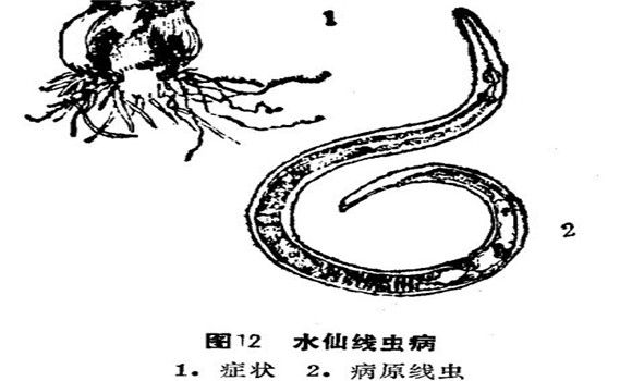 如何防治水仙線蟲病？