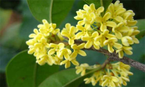 四季桂什么時候開花？