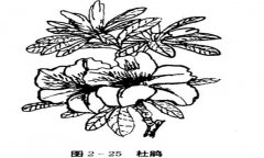 怎樣養(yǎng)杜鵑花，杜鵑花怎么養(yǎng)