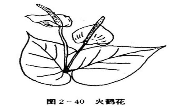 火鶴花怎么養(yǎng)，怎么養(yǎng)火鶴花效果好