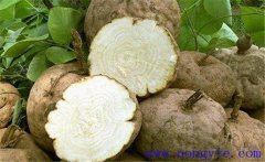 葛根的藥用價值、食用價值及其他綜合利用價值