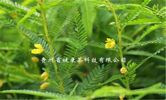 扁豆草栽培技術(shù)，它有何生長習(xí)性