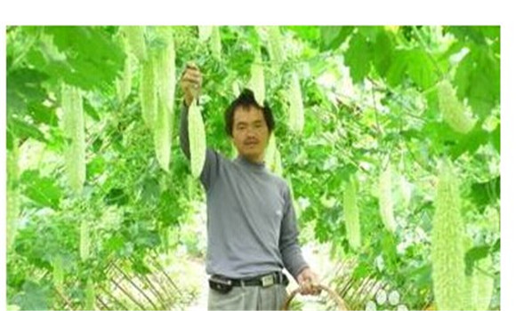 如何種植苦瓜，苦瓜種植方法技巧