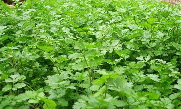 怎樣種芫荽，種芫荽的方法