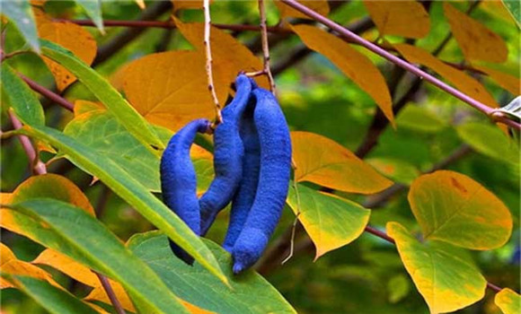 貓屎瓜種植技術