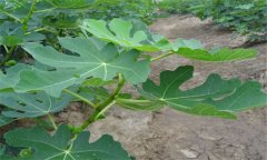 無花果的成熟時(shí)間 無花果什么時(shí)候成熟？