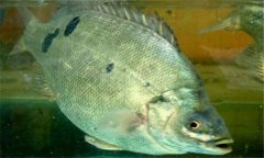 石斑魚是淡水魚嗎？石斑魚有哪些種類？