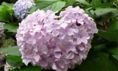 盆栽繡球花怎么養(yǎng)？盆栽繡球花的養(yǎng)殖方法