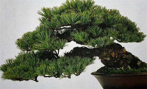 盆栽五針?biāo)稍趺答B(yǎng)？