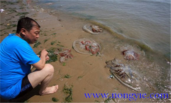 海蜇能蜇死人嗎，如何預防被蜇傷