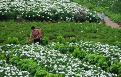 白芍種植技術(shù)、方法與主要步驟