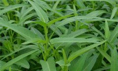 蕹菜是什么菜，有何特征？