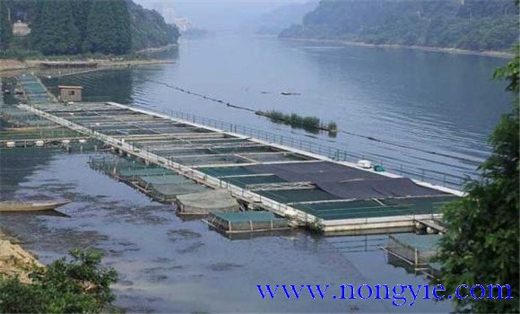 魚(yú)類氨氮中毒、藥害及泛塘的差別及解救方法