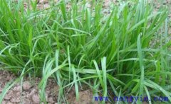 畜牧草有哪幾種？各有什么特點與生產(chǎn)優(yōu)勢？