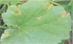 甜瓜葉枯病防治方法，有沒有甜瓜葉枯病特效藥