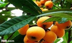 枇杷施肥時間、需肥特點及主要技術(shù)要求須知