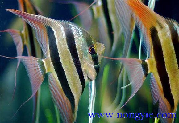 神仙魚(yú)能長(zhǎng)多大，神仙魚(yú)怎么飼養(yǎng)