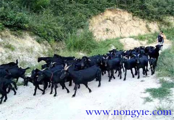 羊肉市場缺口大，供不應(yīng)求
