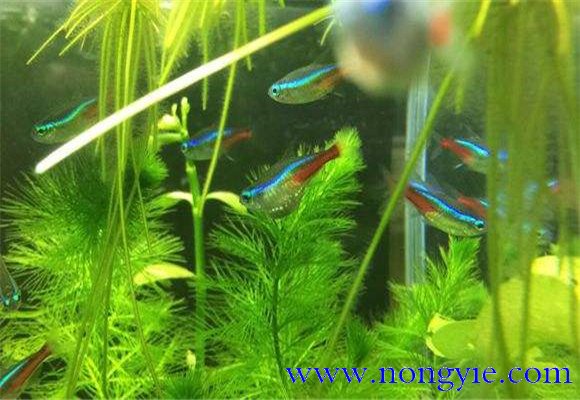 紅綠燈魚的壽命多長，紅綠燈魚養(yǎng)殖環(huán)境要求