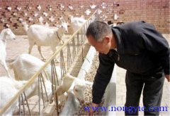 舍飼養(yǎng)羊的品種選擇，舍飼養(yǎng)羊技術(shù)要點(diǎn)