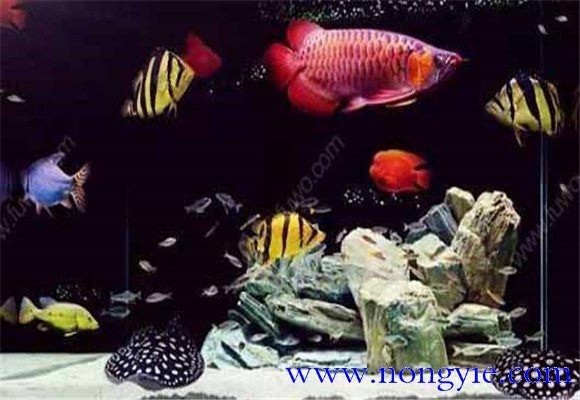 虎魚(yú)能和龍魚(yú)混養(yǎng)嗎？