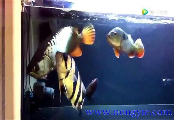 虎魚(yú)和龍魚(yú)怎么混養(yǎng)？