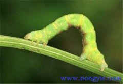 造橋蟲(chóng)的防治方法 造橋蟲(chóng)用什么藥治好？