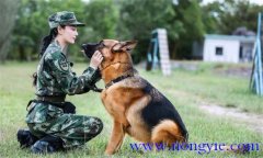 訓(xùn)犬應(yīng)遵循什么樣的基本原則，聽(tīng)從什么忠告