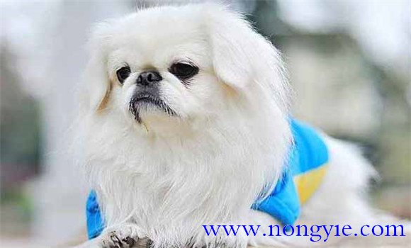 北京犬有何外貌特征和生活、性格特征