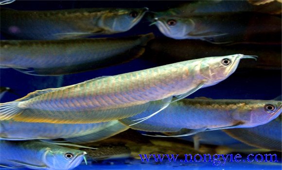 銀龍魚能長多大？