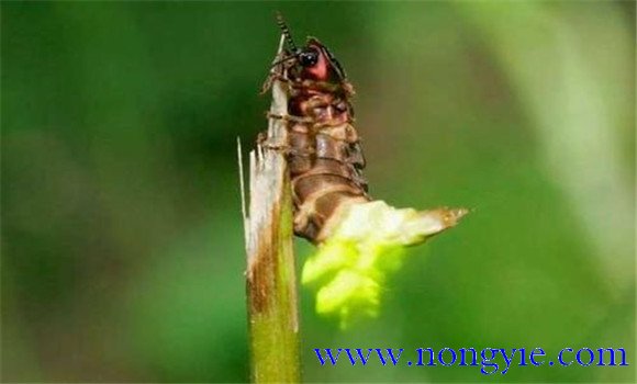 螢火蟲(chóng)為什么會(huì)發(fā)光