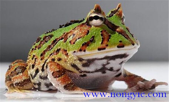 角蛙的飼養(yǎng)方法，角蛙如何飼養(yǎng)