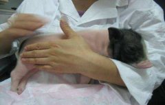 豬輪狀病毒性腹瀉癥狀有哪些，怎么治療?