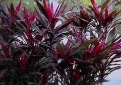 朱蕉怎么養(yǎng)效果好？