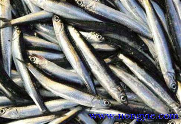 沙丁魚的營養(yǎng)價(jià)值