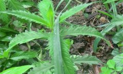 澤蘭的功效與作用 澤蘭營養(yǎng)功效與價值