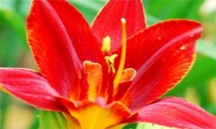 紅花的功效與作用 紅花的營(yíng)養(yǎng)、功效、用法