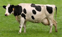 奶牛乳房炎久治不愈怎么辦：試試這幾個(gè)辦法！