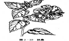 扶?；ㄔ趺答B(yǎng)，盆栽扶?；ㄔ趺答B(yǎng)才能開好花