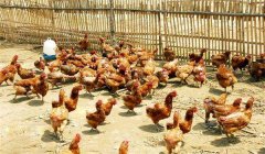 雞傳染性鼻炎的癥狀、病原及治療方法