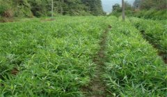 怎樣栽培毛竹，毛竹種植技術(shù)要點(diǎn)
