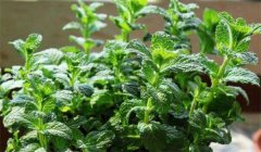 留蘭香種植方法簡介，怎樣栽培留蘭香