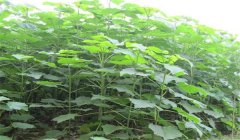 怎樣培育泡桐樹(shù)苗，培育泡桐樹(shù)苗的三種方法