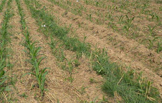 根據雜草種類選擇適當的除草劑