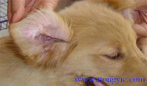 犬瘟熱傳染人嗎？