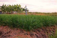 細(xì)香蔥采收后如何進(jìn)行處理與貯藏加工？